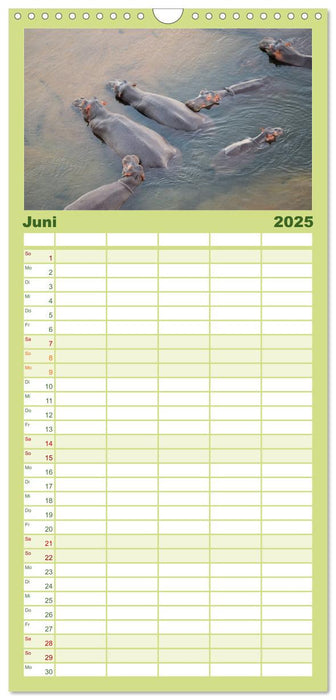 Nilpferde, Kolosse im Wasser (CALVENDO Familienplaner 2025)