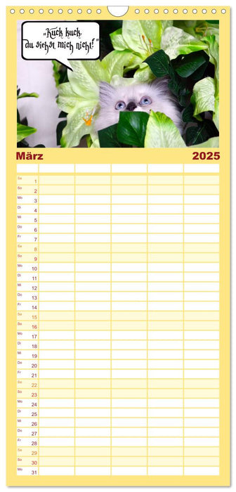 Lustiger Katzenkalender (CALVENDO Familienplaner 2025)