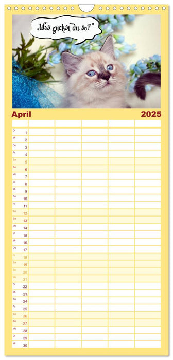 Lustiger Katzenkalender (CALVENDO Familienplaner 2025)