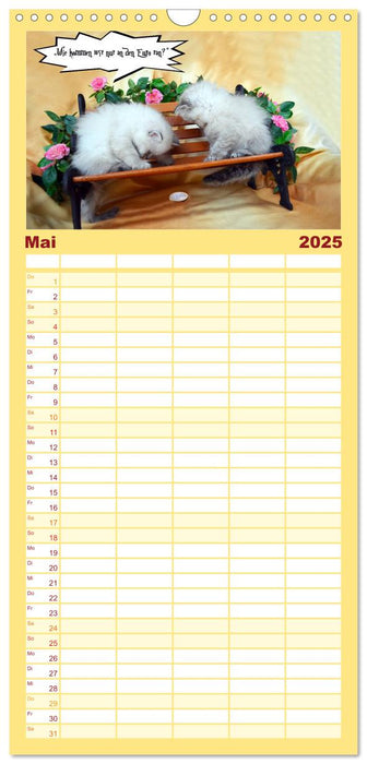 Lustiger Katzenkalender (CALVENDO Familienplaner 2025)