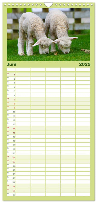 Schafe (CALVENDO Familienplaner 2025)