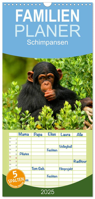 Schimpansen (CALVENDO Familienplaner 2025)