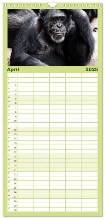 Schimpansen (CALVENDO Familienplaner 2025)