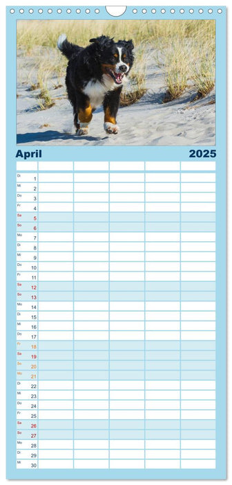 Berner Sennenhund 2025 (CALVENDO Familienplaner 2025)