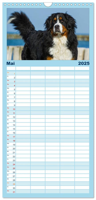 Berner Sennenhund 2025 (CALVENDO Familienplaner 2025)