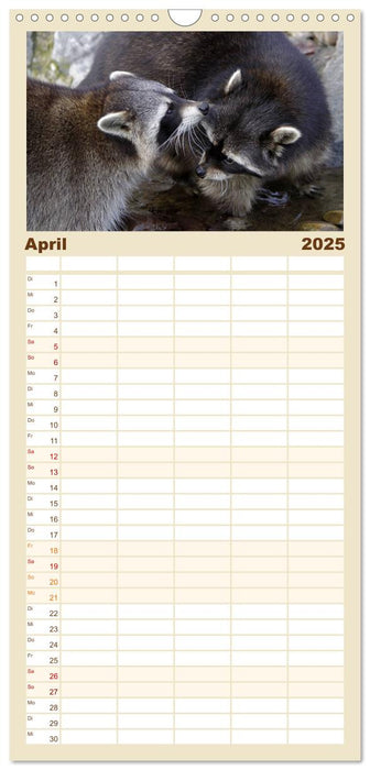 Waschbären (CALVENDO Familienplaner 2025)