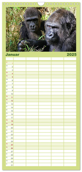 Gorillas - Die sanften Wilden (CALVENDO Familienplaner 2025)