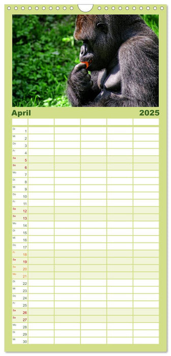 Gorillas - Die sanften Wilden (CALVENDO Familienplaner 2025)