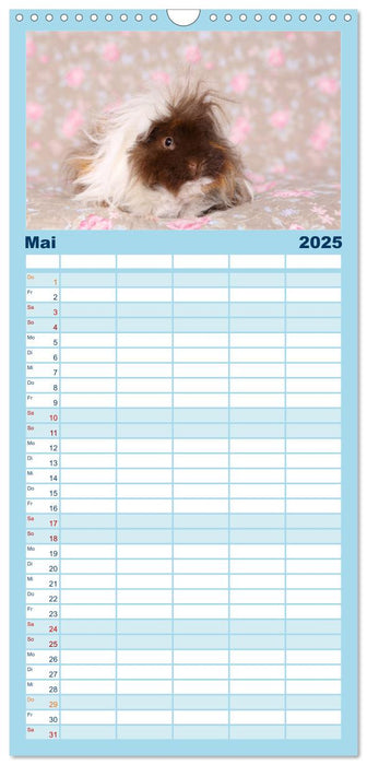Niedliche Meerschweinchen (CALVENDO Familienplaner 2025)