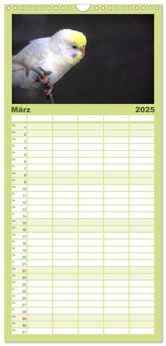 Wellensittiche - Naturkalender (CALVENDO Familienplaner 2025)