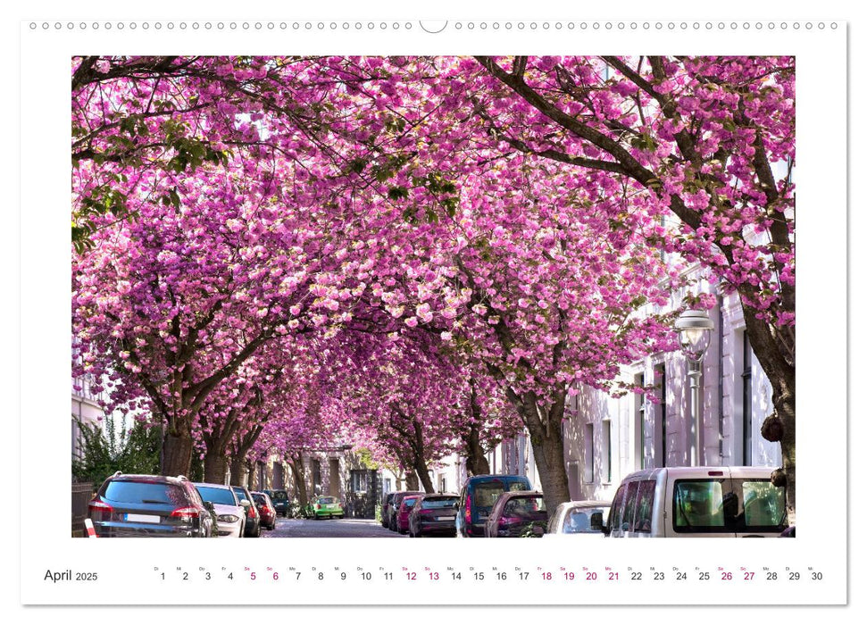 Japanische Kirschblüte in Bonn (CALVENDO Premium Wandkalender 2025)