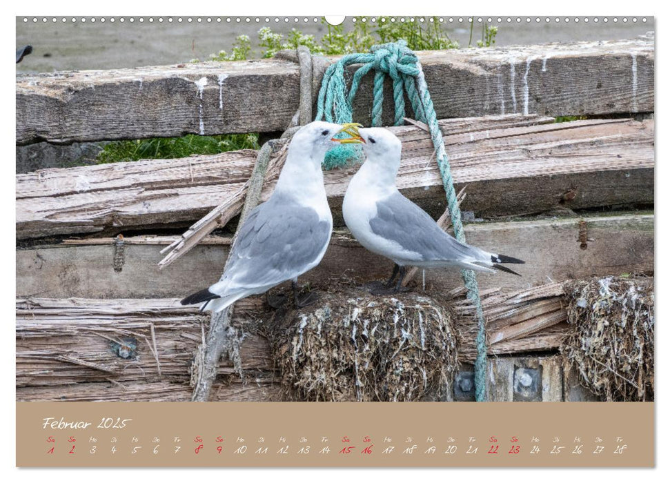 Möwen die Begleiter an Meer und See (CALVENDO Wandkalender 2025)