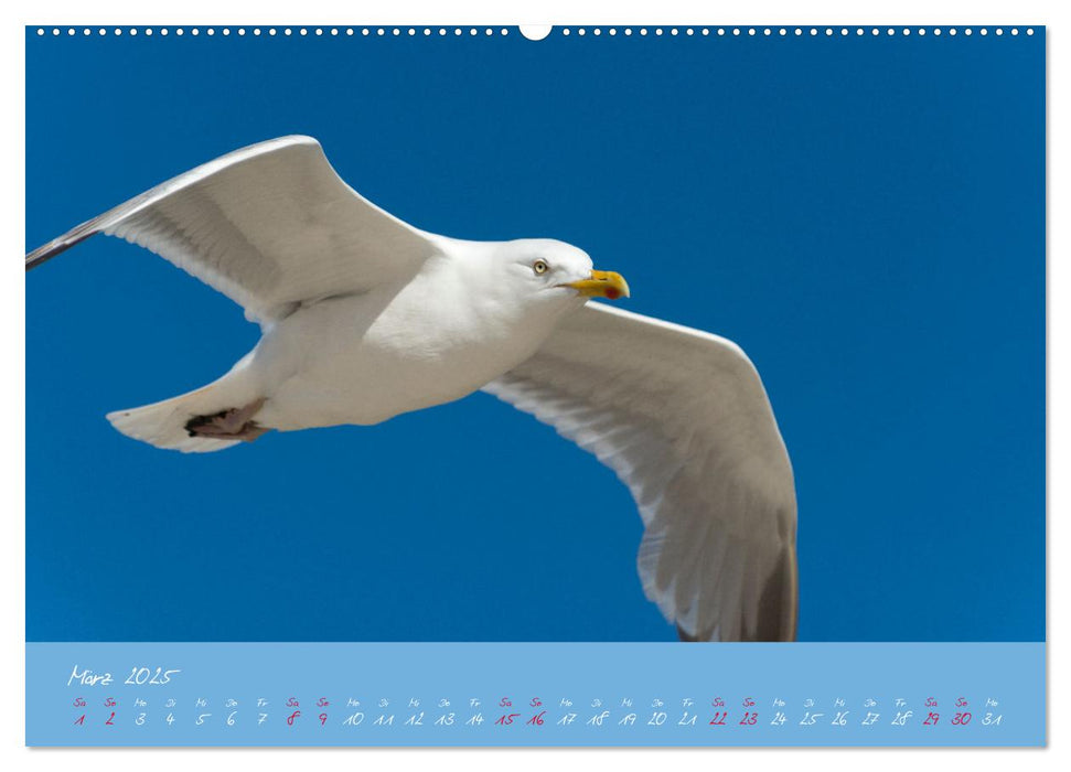 Möwen die Begleiter an Meer und See (CALVENDO Wandkalender 2025)