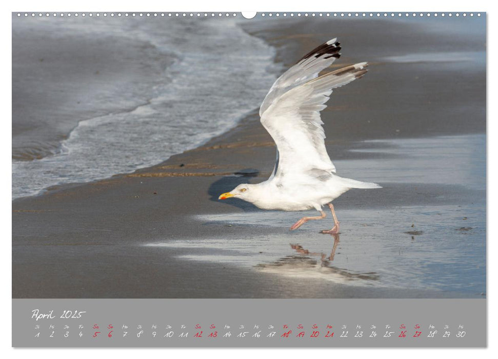 Möwen die Begleiter an Meer und See (CALVENDO Wandkalender 2025)