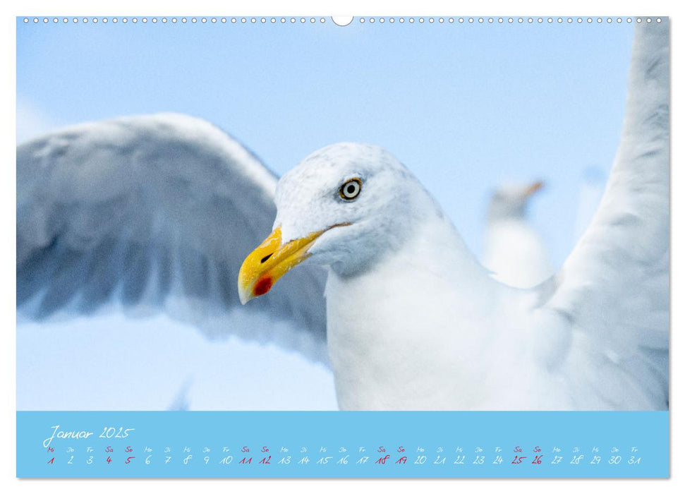 Möwen die Begleiter an Meer und See (CALVENDO Premium Wandkalender 2025)