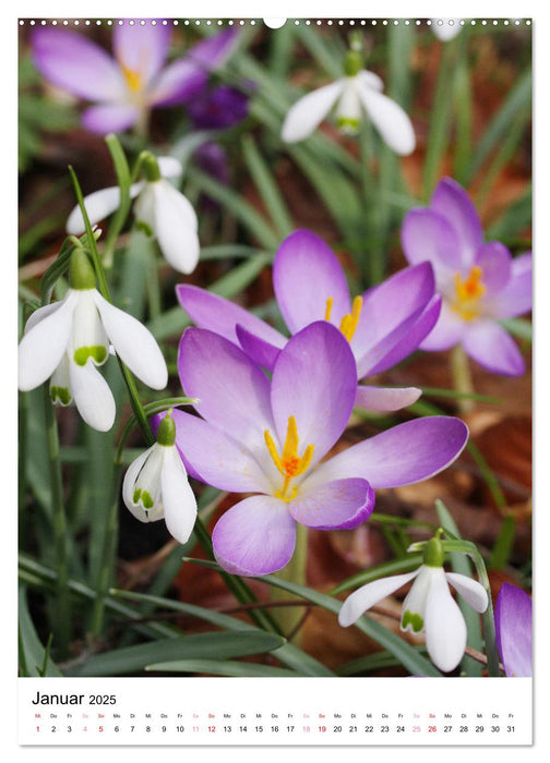 Ein Jahr voller Blumen (CALVENDO Wandkalender 2025)