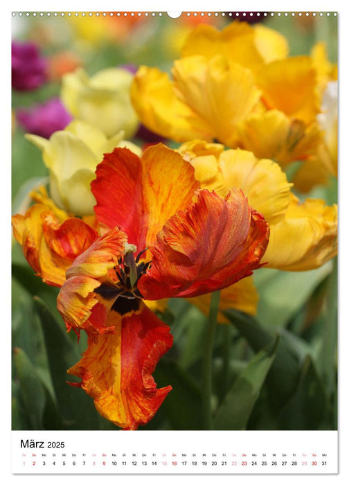 Ein Jahr voller Blumen (CALVENDO Wandkalender 2025)