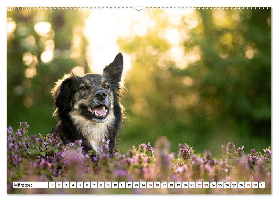 Ein Hundejahr in Bildern (CALVENDO Premium Wandkalender 2025)