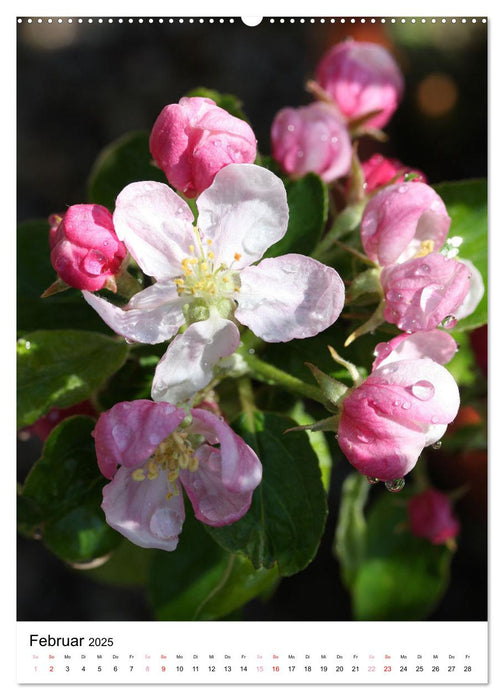 Ein Jahr voller Blumen (CALVENDO Premium Wandkalender 2025)