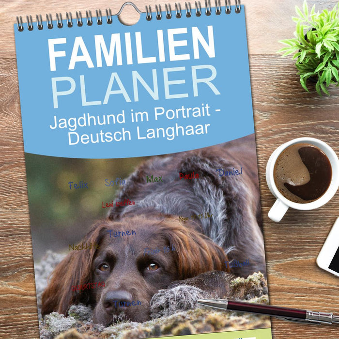 Jagdhund im Portrait - Deutsch Langhaar (CALVENDO Familienplaner 2025)