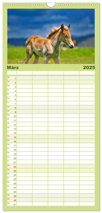 Haflinger Pferde in Thüringen (CALVENDO Familienplaner 2025)