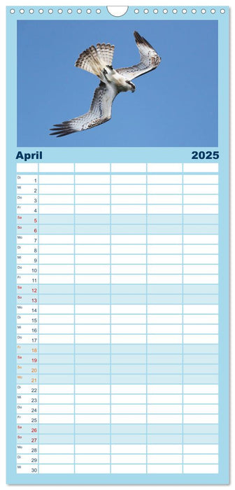 Fischadler - Meister des Sturzfluges (CALVENDO Familienplaner 2025)
