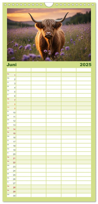 Highland Kühe (CALVENDO Familienplaner 2025)