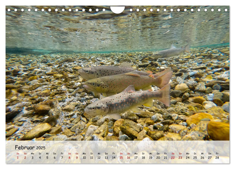 Faszination Fische (CALVENDO Wandkalender 2025)