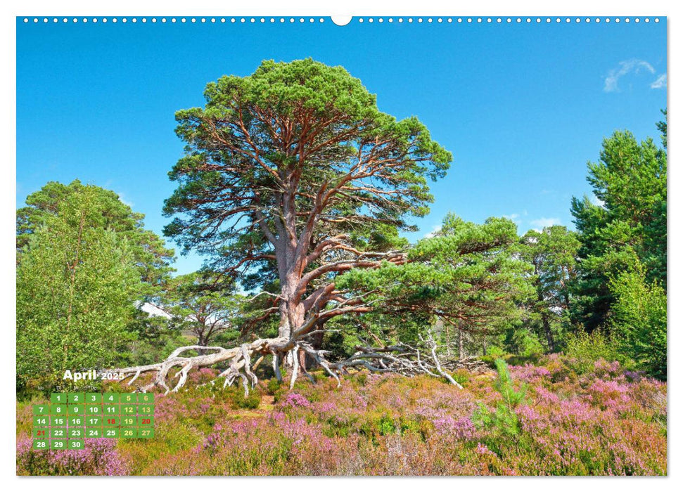 Naturschauspiele in Schottland (CALVENDO Wandkalender 2025)