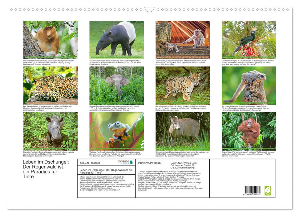 Leben im Dschungel: Der Regenwald ist ein Paradies für Tiere (CALVENDO Wandkalender 2025)