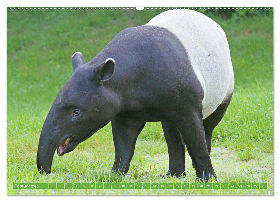 Leben im Dschungel: Der Regenwald ist ein Paradies für Tiere (CALVENDO Wandkalender 2025)