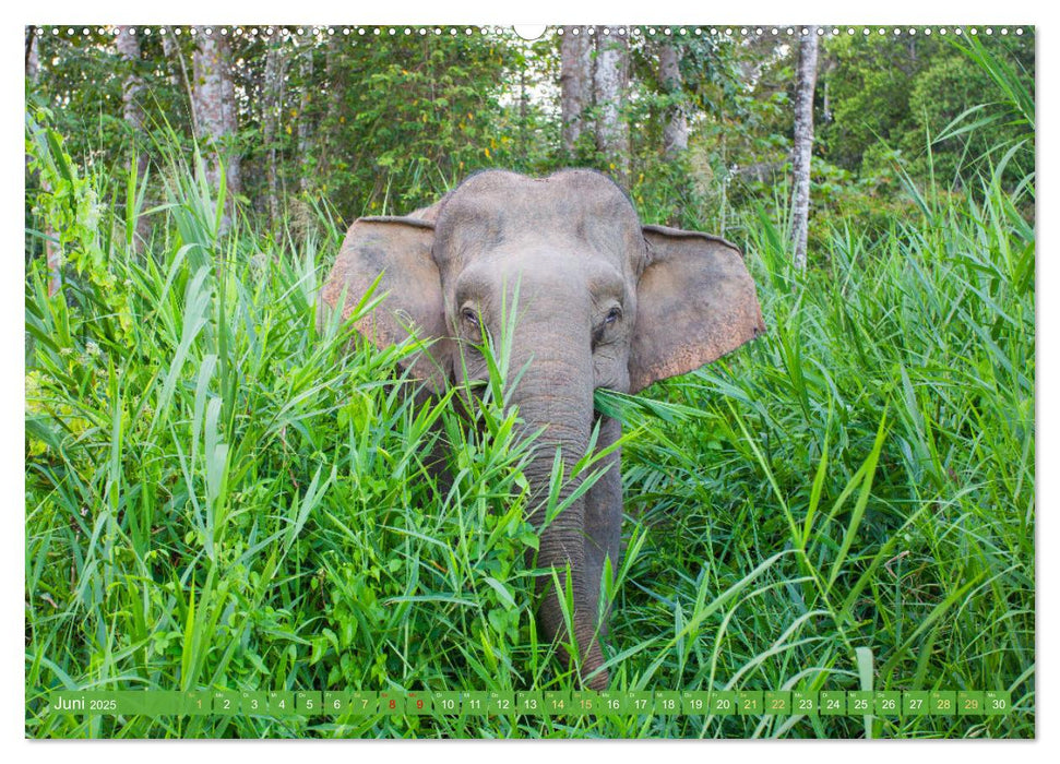 Leben im Dschungel: Der Regenwald ist ein Paradies für Tiere (CALVENDO Wandkalender 2025)