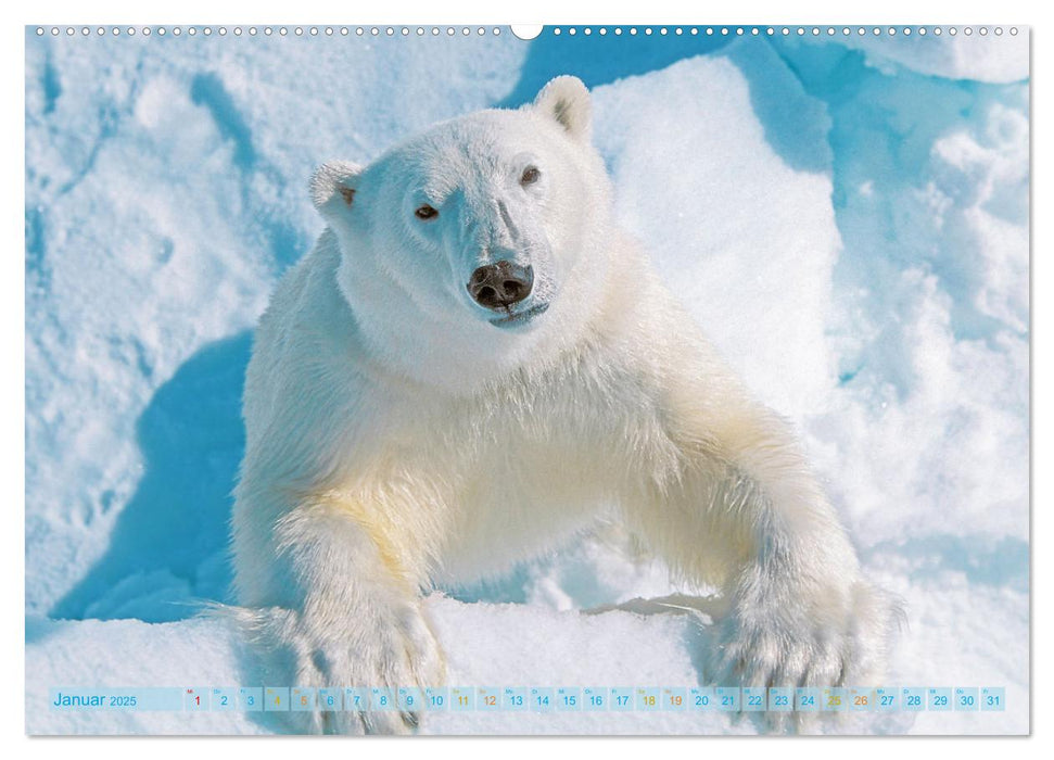Eisbären: Lebenskünstler im Eis (CALVENDO Wandkalender 2025)