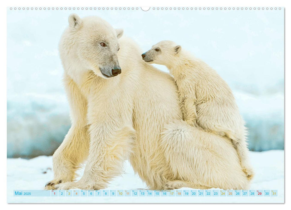 Eisbären: Lebenskünstler im Eis (CALVENDO Wandkalender 2025)