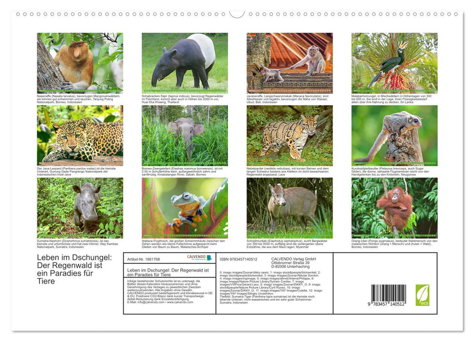 Leben im Dschungel: Der Regenwald ist ein Paradies für Tiere (CALVENDO Premium Wandkalender 2025)