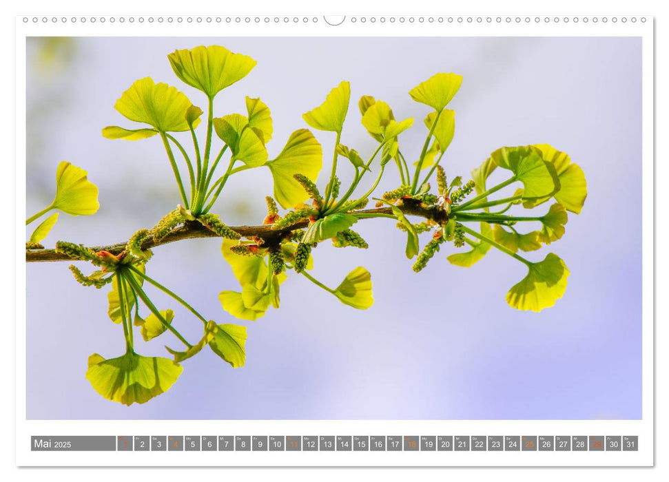 Mit Ginkgo biloba durch das Jahr (CALVENDO Wandkalender 2025)