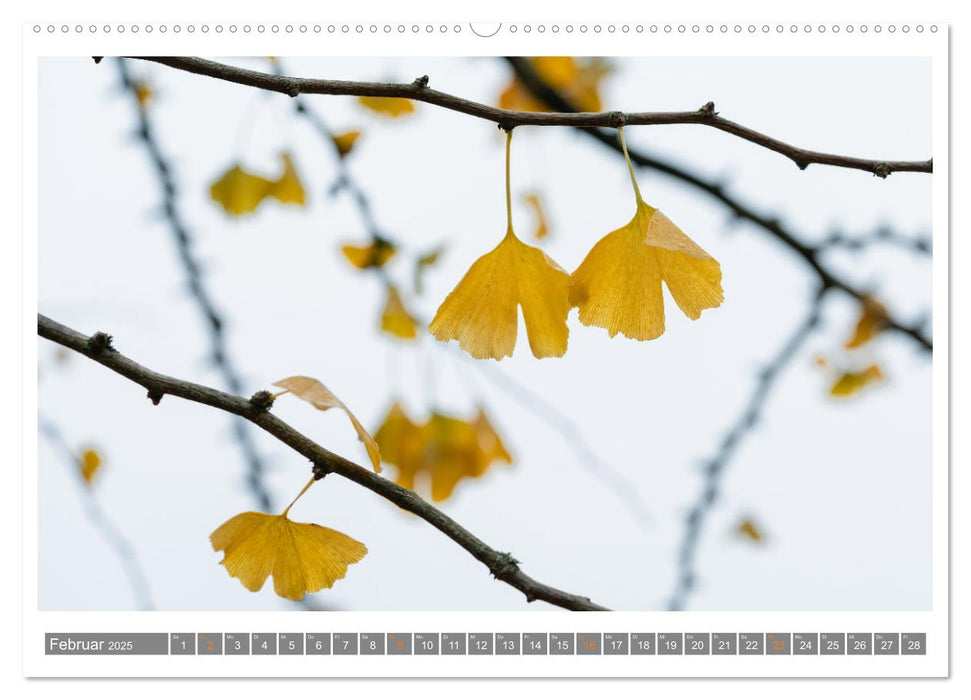 Mit Ginkgo biloba durch das Jahr (CALVENDO Premium Wandkalender 2025)