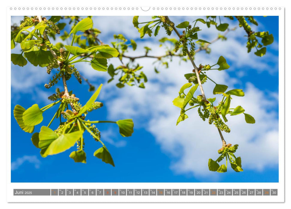 Mit Ginkgo biloba durch das Jahr (CALVENDO Premium Wandkalender 2025)