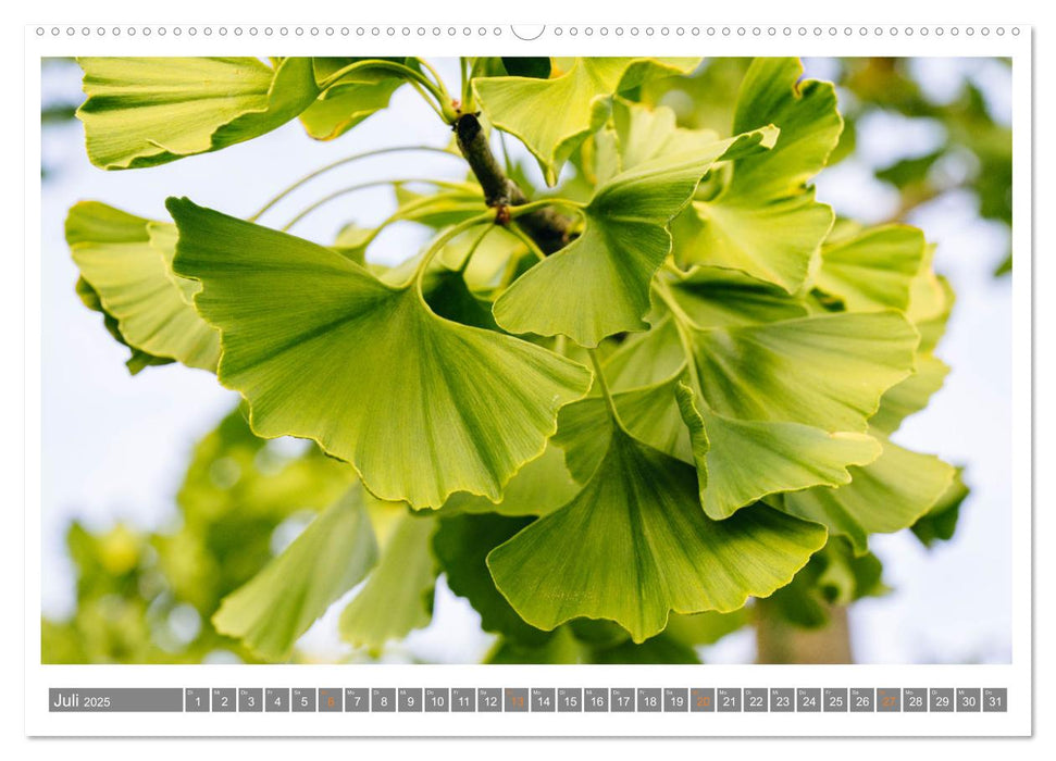Mit Ginkgo biloba durch das Jahr (CALVENDO Premium Wandkalender 2025)