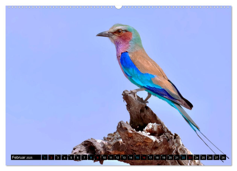 Fantastische Vögel (CALVENDO Wandkalender 2025)