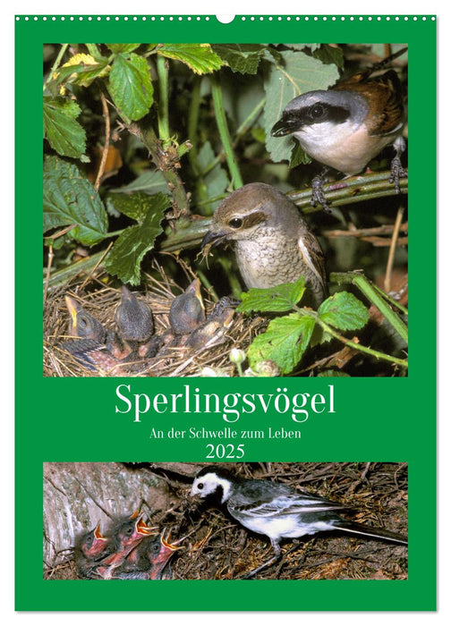 Sperlingsvögel an der Schwelle zum Leben (CALVENDO Wandkalender 2025)