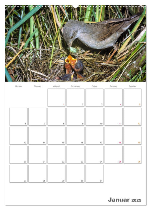 Sperlingsvögel an der Schwelle zum Leben (CALVENDO Wandkalender 2025)