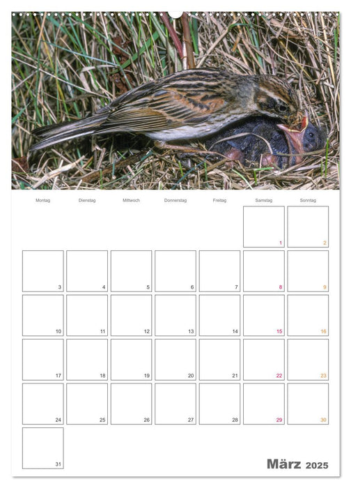Sperlingsvögel an der Schwelle zum Leben (CALVENDO Wandkalender 2025)