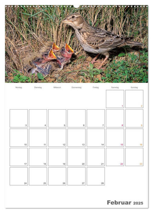 Sperlingsvögel an der Schwelle zum Leben (CALVENDO Premium Wandkalender 2025)