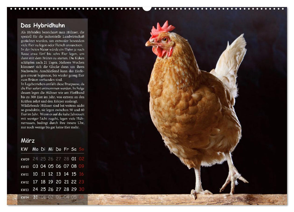 Von der Einzigartigkeit der Hühner 2025 (CALVENDO Premium Wandkalender 2025)