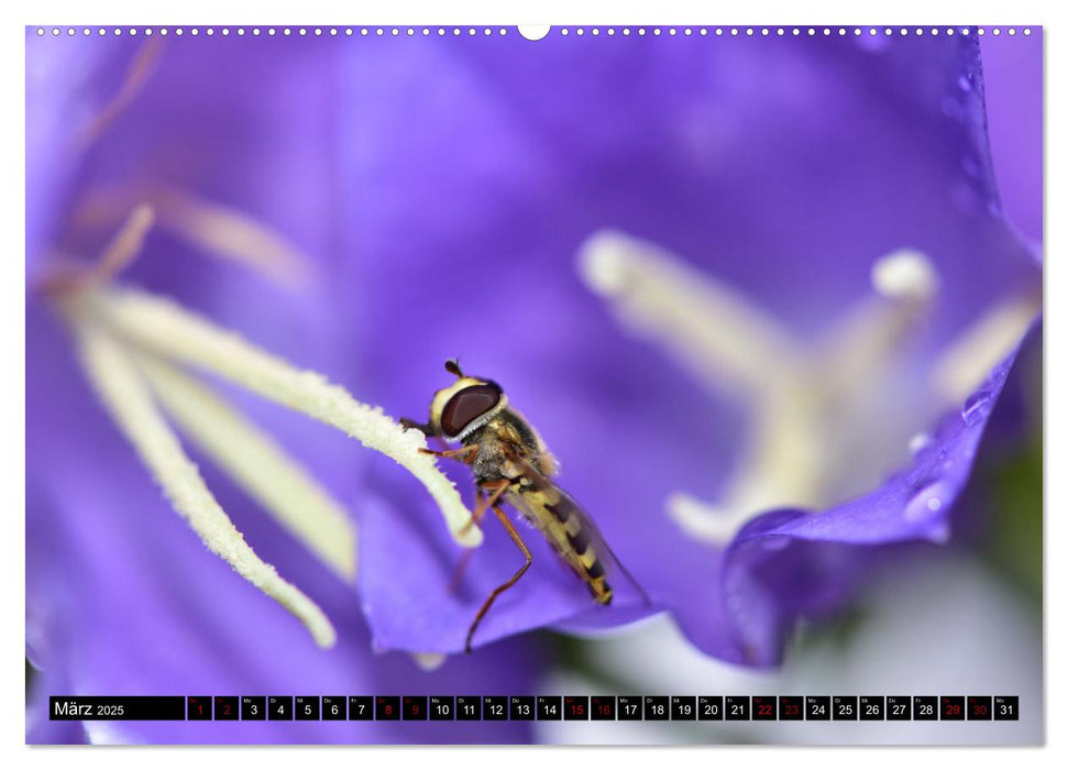 Insekten-Sommer (CALVENDO Wandkalender 2025)