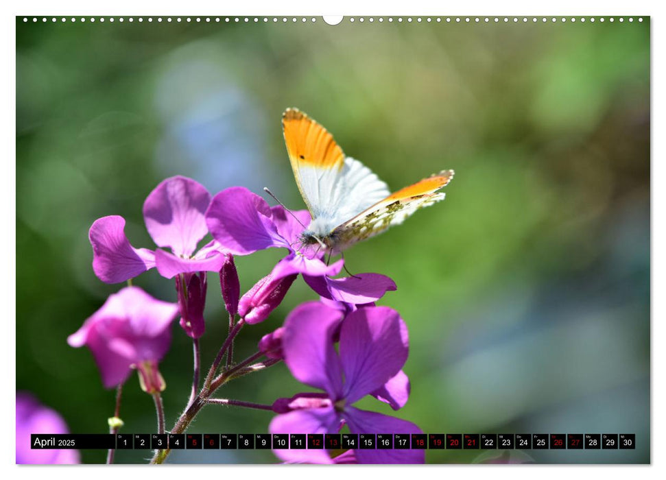 Insekten-Sommer (CALVENDO Premium Wandkalender 2025)