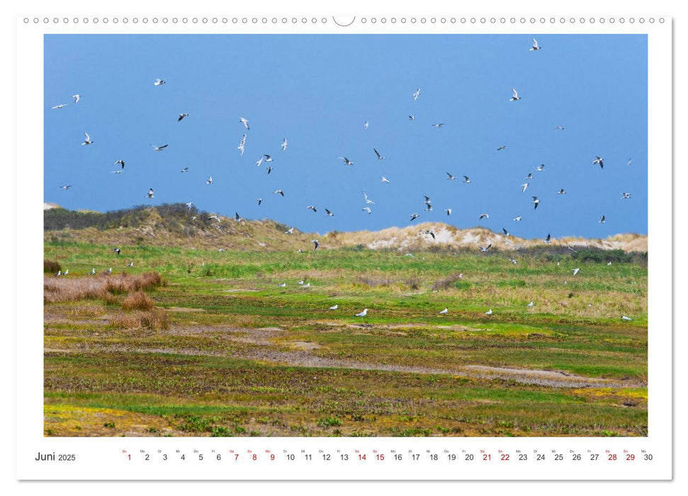 Buntes und blühendes Borkum (CALVENDO Premium Wandkalender 2025)