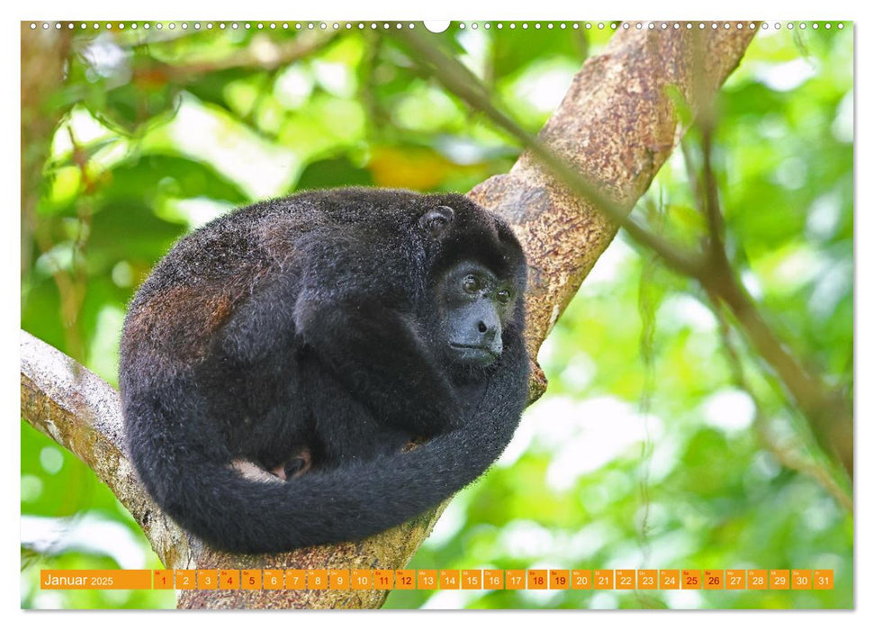 Wildes Costa Rica (CALVENDO Wandkalender 2025)