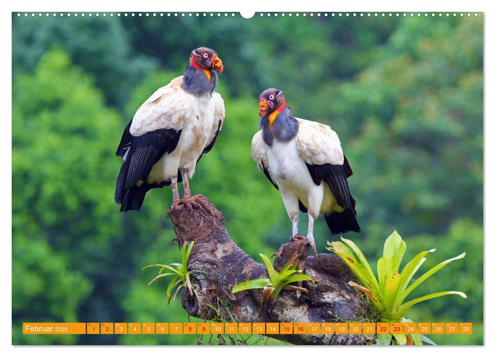 Wildes Costa Rica (CALVENDO Wandkalender 2025)